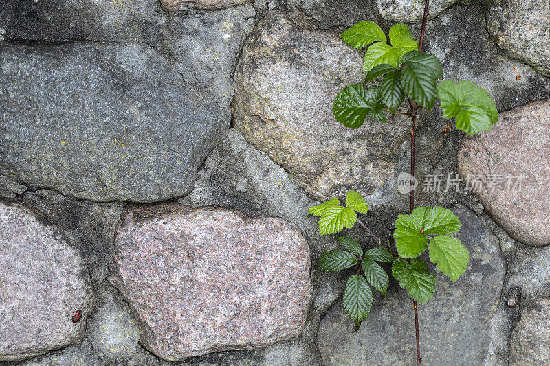 石头背景与黑莓布什，Rhagonycha Fulva和蜗牛